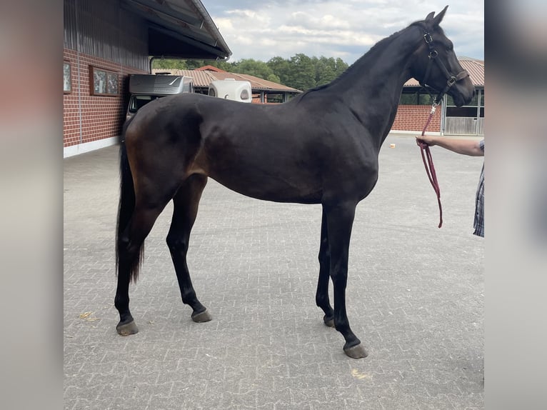 KWPN Mare 2 years 17 hh Bay-Dark in Verl