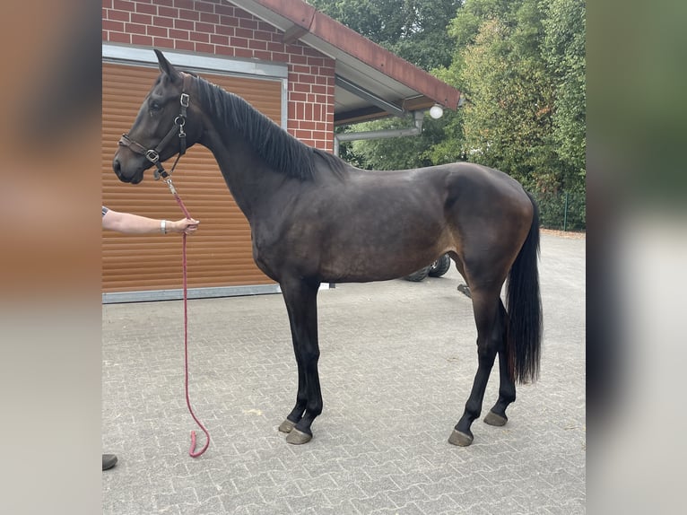 KWPN Mare 2 years 17 hh Bay-Dark in Verl