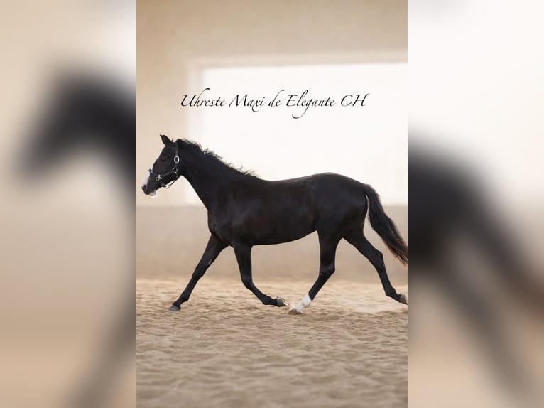 KWPN Mare 2 years 17 hh Chestnut in Mönchengladbach