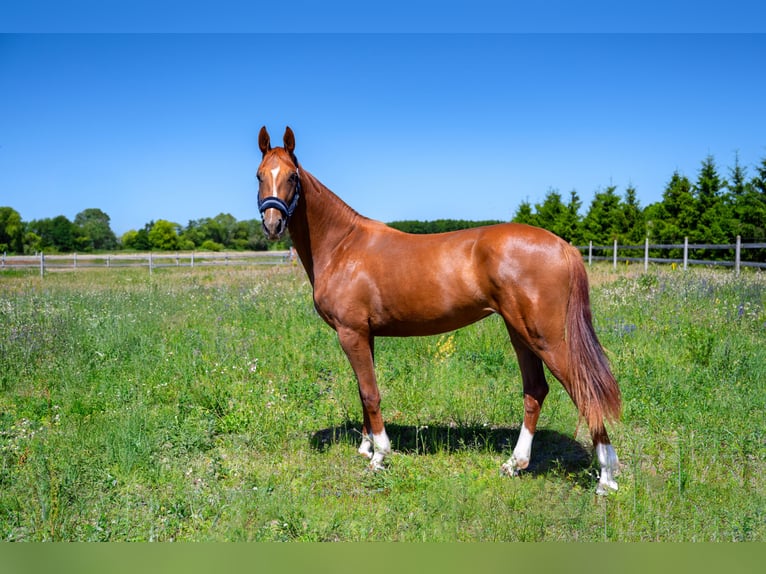 KWPN Mare 2 years Chestnut-Red in Zduny