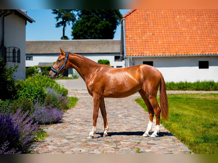 KWPN Mare 2 years Chestnut-Red in Zduny