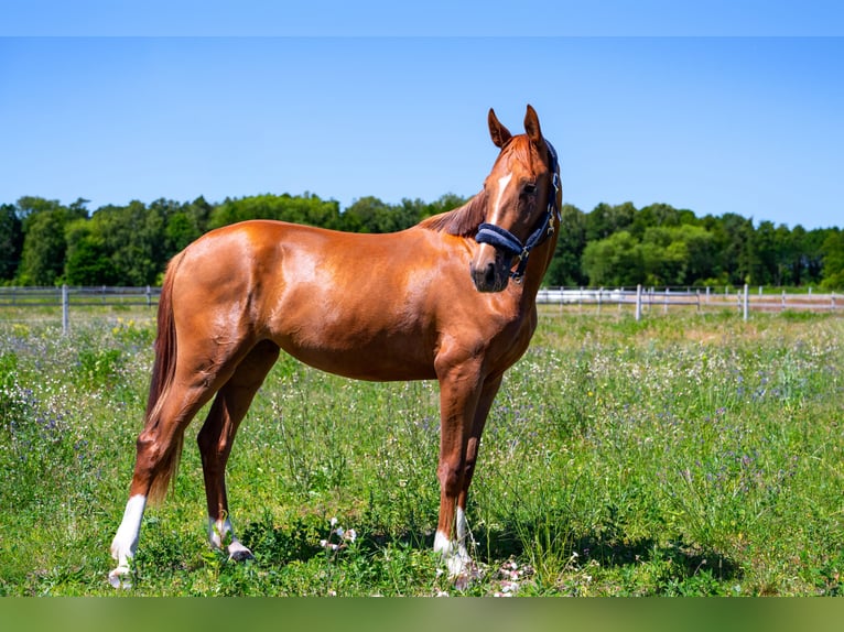 KWPN Mare 2 years Chestnut-Red in Zduny