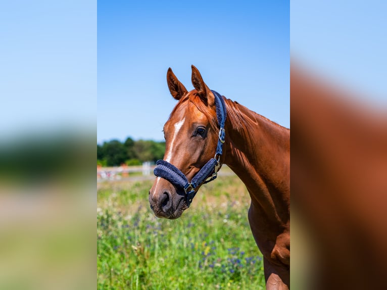 KWPN Mare 2 years Chestnut-Red in Zduny