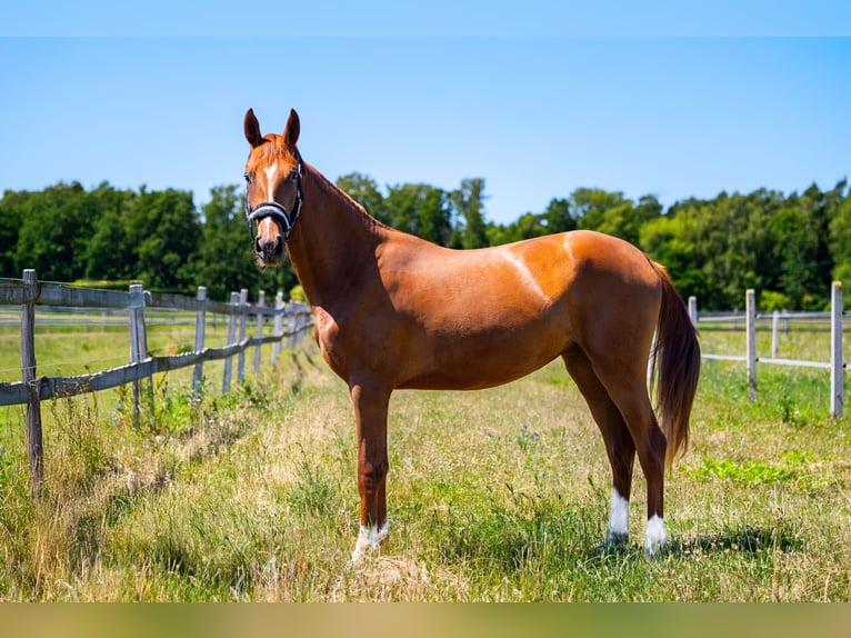 KWPN Mare 2 years Chestnut-Red in Zduny