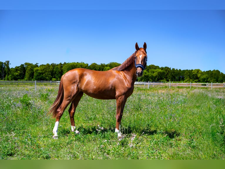 KWPN Mare 2 years Chestnut-Red in Zduny