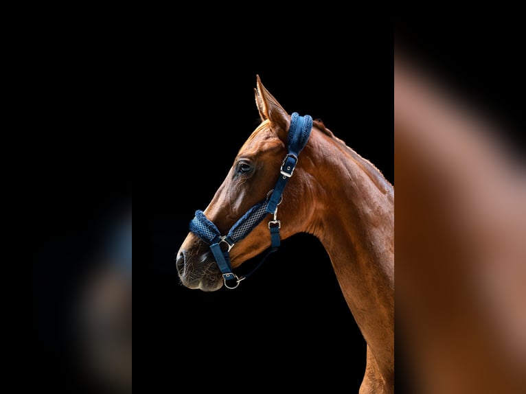 KWPN Mare 2 years Chestnut-Red in Zduny