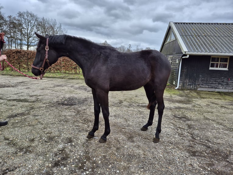 KWPN Mare 2 years Smoky-Black in Opende