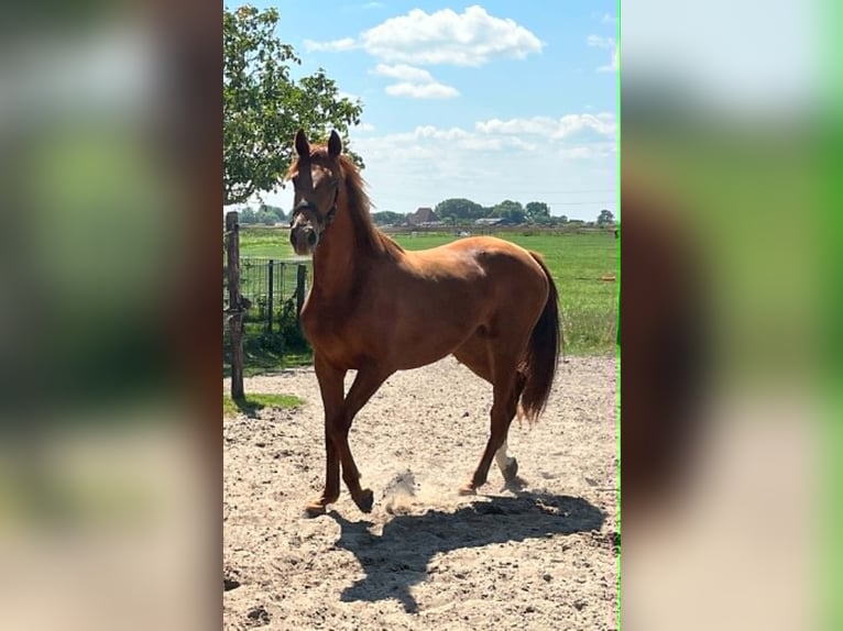 KWPN Mare 2 years Sorrel in Deinum