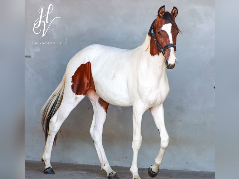 KWPN Mare 2 years Tobiano-all-colors in Grury