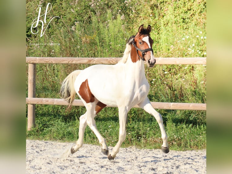 KWPN Mare 2 years Tobiano-all-colors in Grury