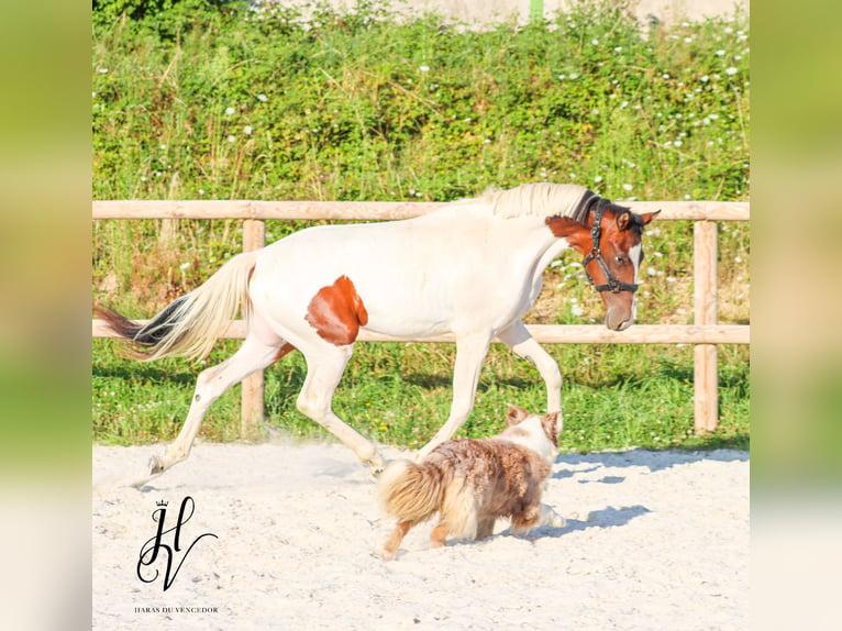 KWPN Mare 2 years Tobiano-all-colors in Grury