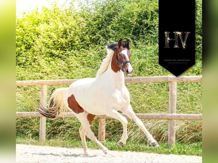 KWPN Mare 2 years Tobiano-all-colors in Marly-sous-Issy