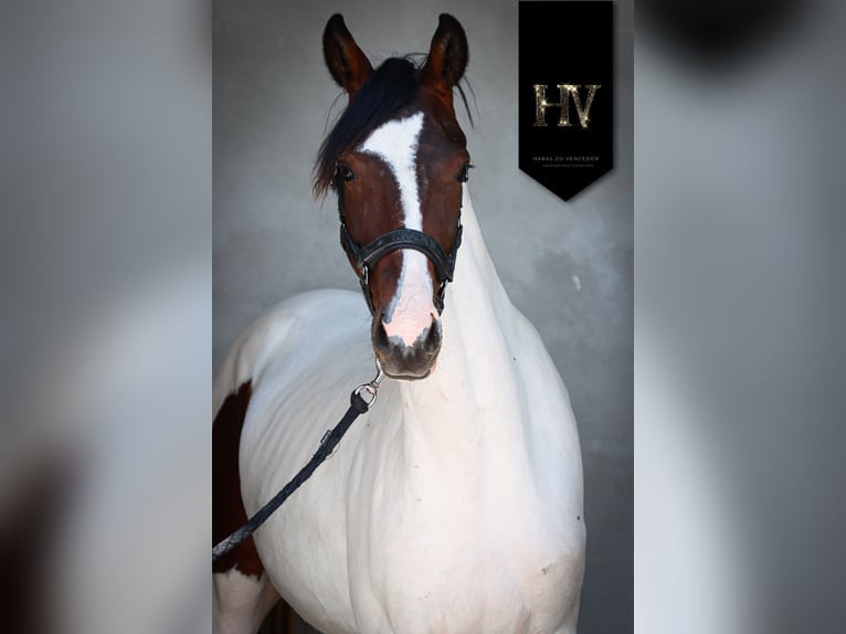 KWPN Mare 2 years Tobiano-all-colors in Marly-sous-Issy