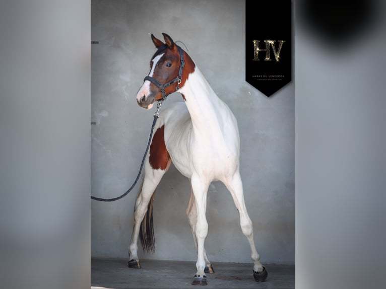 KWPN Mare 2 years Tobiano-all-colors in Marly-sous-Issy
