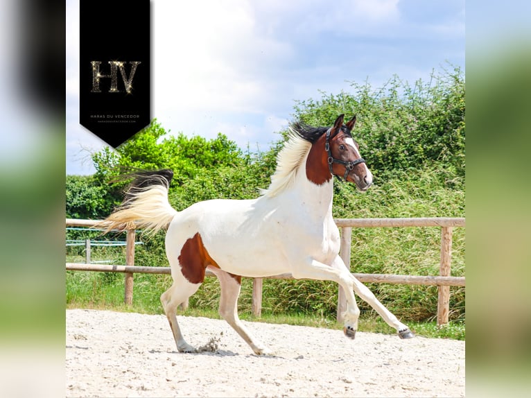 KWPN Mare 2 years Tobiano-all-colors in Marly-sous-Issy