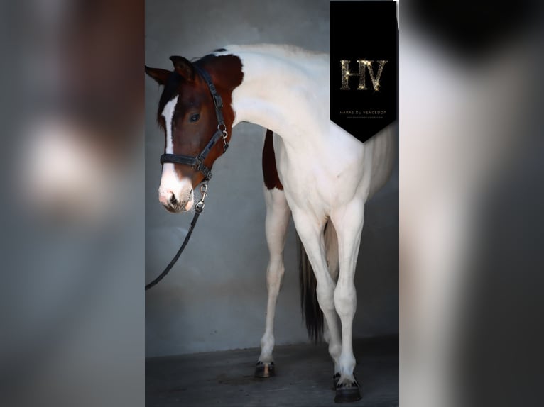 KWPN Mare 2 years Tobiano-all-colors in Marly-sous-Issy