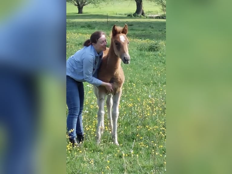 KWPN Mare 3 years 14.2 hh Chestnut-Red in Sternberger Burg