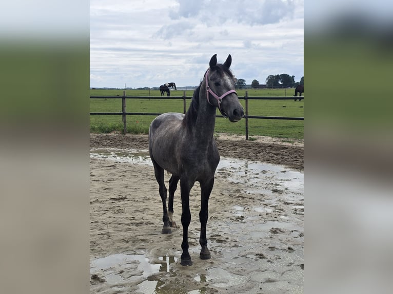 KWPN Mare 3 years 14.2 hh Grey in Groesbeek