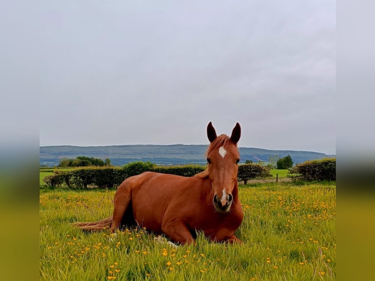 KWPN Mix Mare 3 years 14 hh Chestnut in Stirling