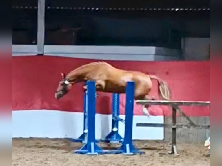 KWPN Mix Mare 3 years 14 hh Chestnut in Stirling