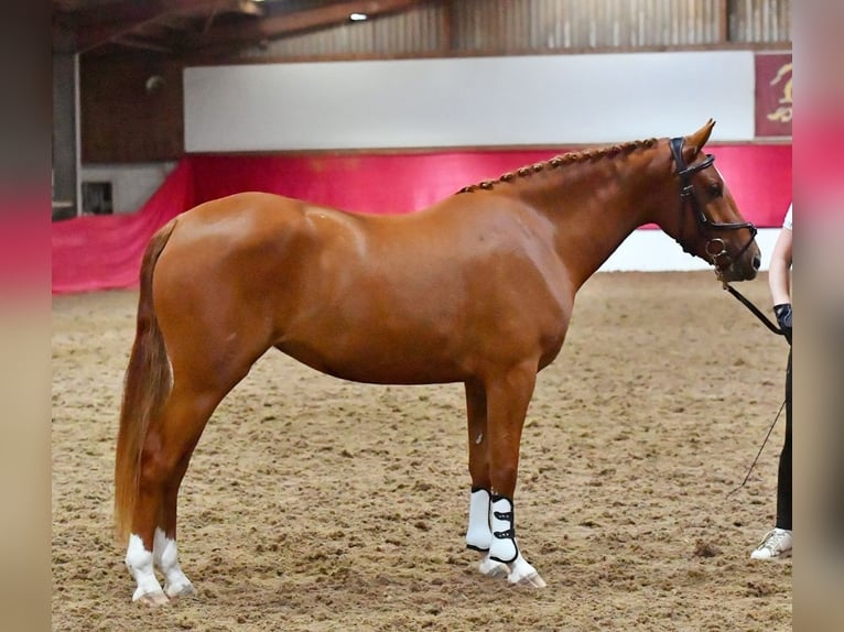 KWPN Mix Mare 3 years 14 hh Chestnut in Stirling
