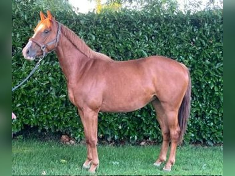 KWPN Mare 3 years 15.1 hh Chestnut-Red in Dalfsen