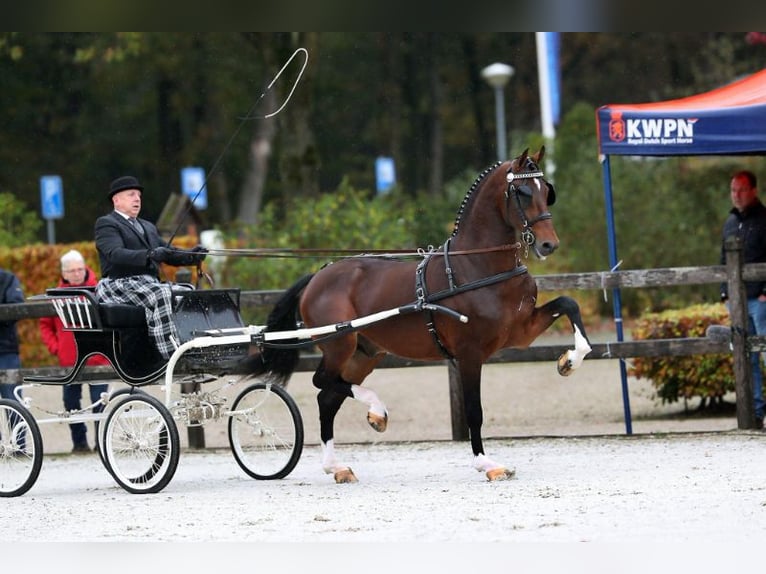 KWPN Mare 3 years 15.2 hh Bay in Żyraków
