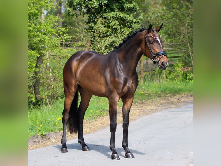 KWPN Mare 3 years 15.2 hh Bay-Dark in Lienen