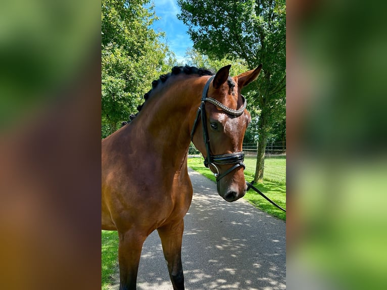 KWPN Mare 3 years 15,2 hh Bay-Dark in Stramproy