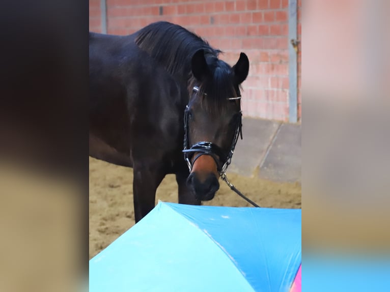 KWPN Mare 3 years 15.2 hh Bay-Dark in uelsen