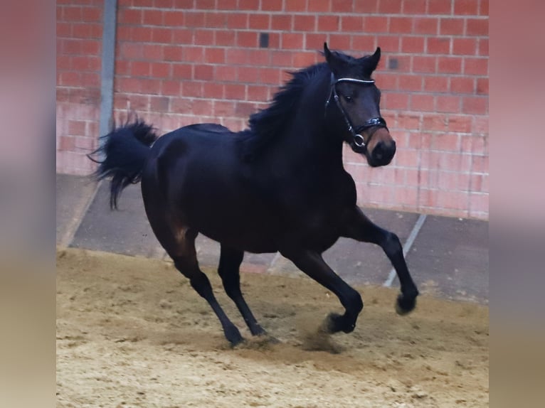 KWPN Mare 3 years 15.2 hh Bay-Dark in uelsen