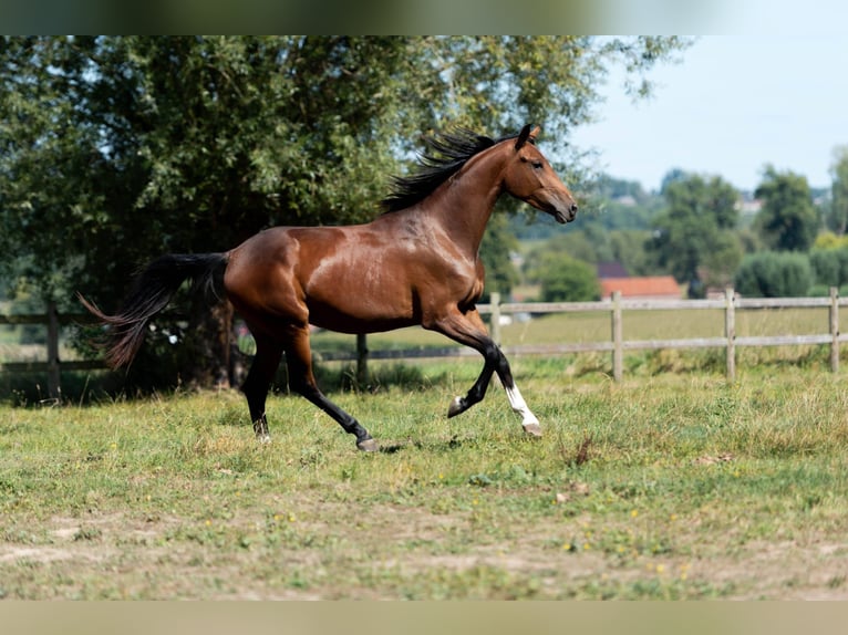 KWPN Mare 3 years 15.2 hh Bay-Dark in Lierde