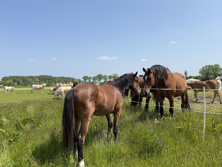 KWPN Mare 3 years 15,2 hh Bay-Dark in Surhuizum