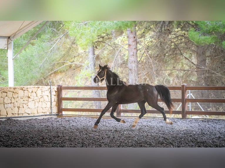 KWPN Mare 3 years 15,2 hh Black in Valencia