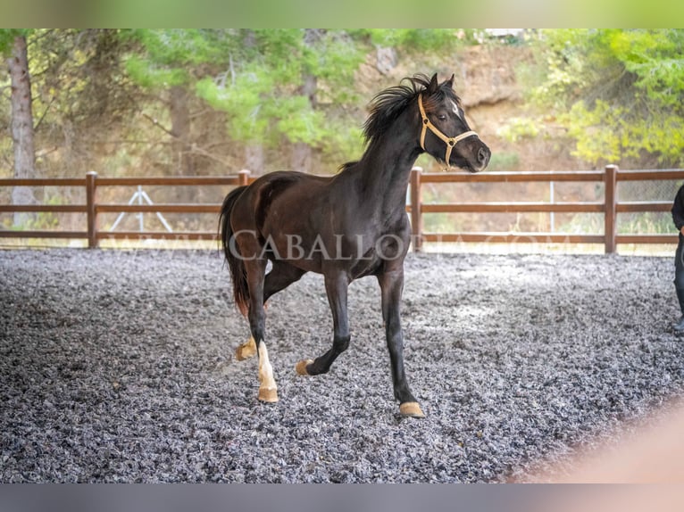 KWPN Mare 3 years 15,2 hh Black in Valencia