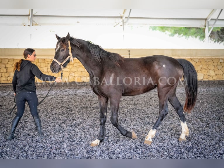 KWPN Mare 3 years 15,2 hh Black in Valencia