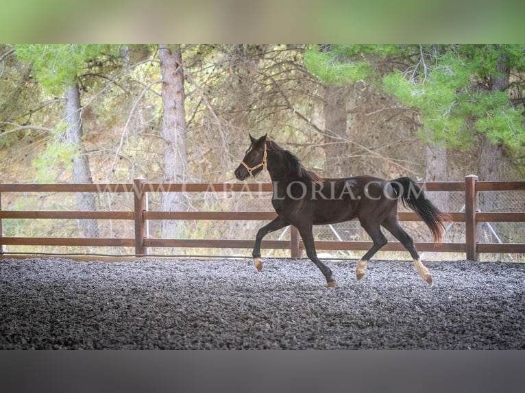 KWPN Mare 3 years 15,2 hh Black in Valencia