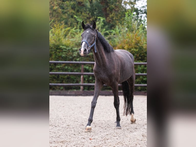 KWPN Mare 3 years 15,2 hh Black in Bladel