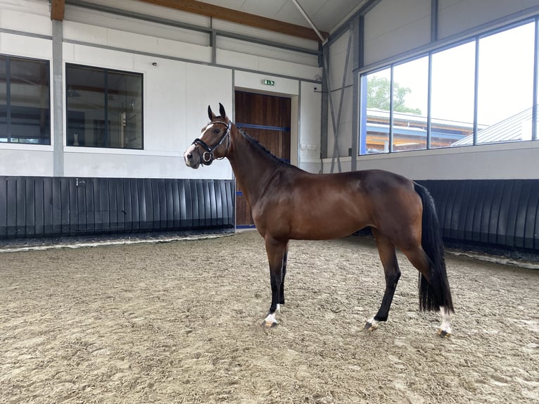 KWPN Mare 3 years 15,2 hh Brown in Vorden