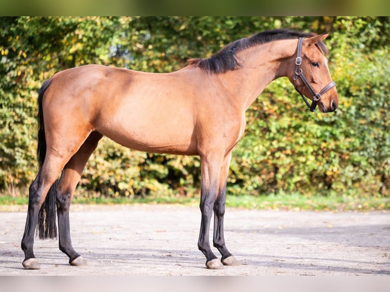 KWPN Mare 3 years 15,2 hh Brown in Bladel