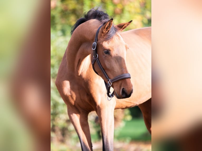 KWPN Mare 3 years 15,2 hh Brown in Bladel