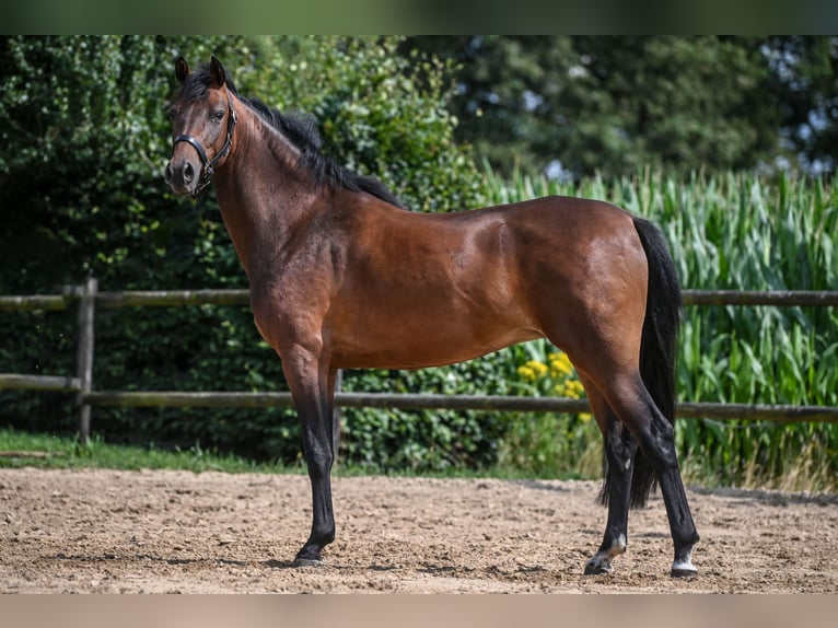 KWPN Mare 3 years 15,2 hh Brown in Wilp