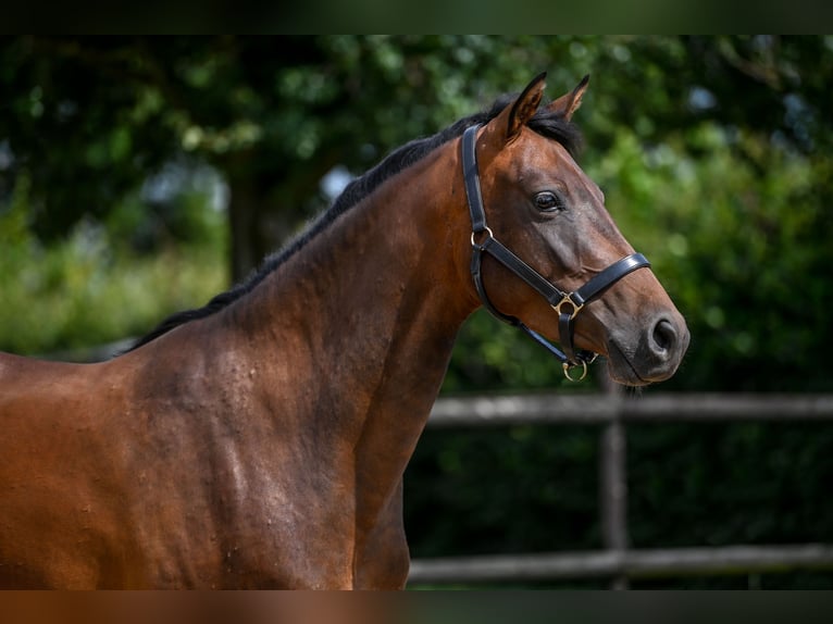 KWPN Mare 3 years 15,2 hh Brown in Wilp