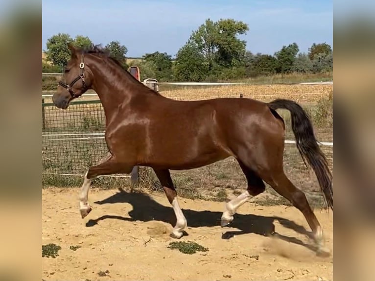 KWPN Mare 3 years 15.2 hh Chestnut in Tass