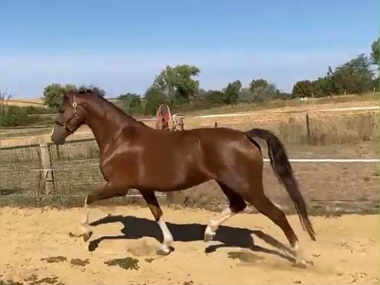 KWPN Mare 3 years 15.2 hh Chestnut in Tass
