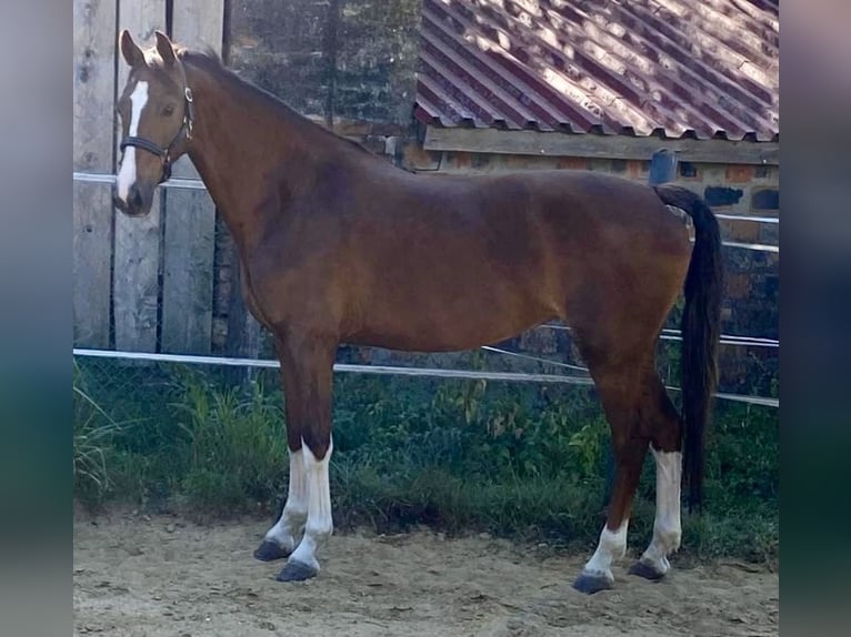 KWPN Mare 3 years 15.2 hh Chestnut in Tass