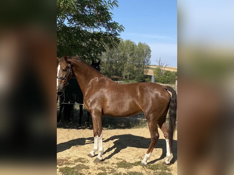 KWPN Mare 3 years 15.2 hh Chestnut in Tass