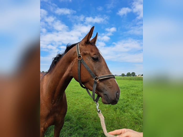 KWPN Mare 3 years 15,2 hh Chestnut in Rijkevorsel