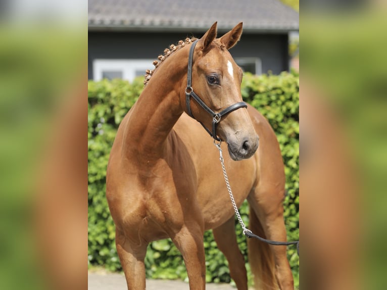 KWPN Mare 3 years 15.2 hh Chestnut-Red in Zieuwent