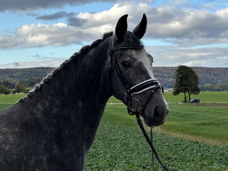 KWPN Mix Mare 3 years 15,2 hh Gray in Riedlingen